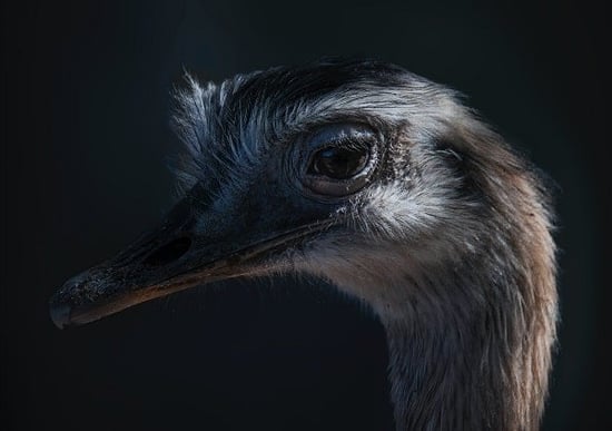 Ostrich