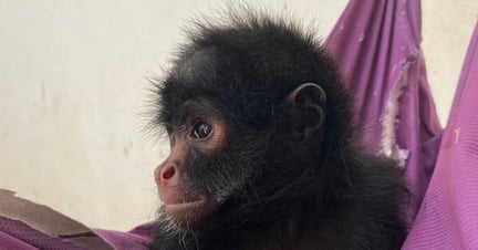 Cigarra the spider monkey